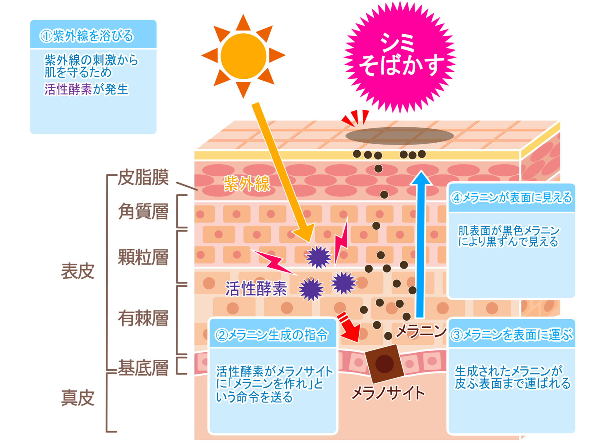 シミそばかすの仕組み