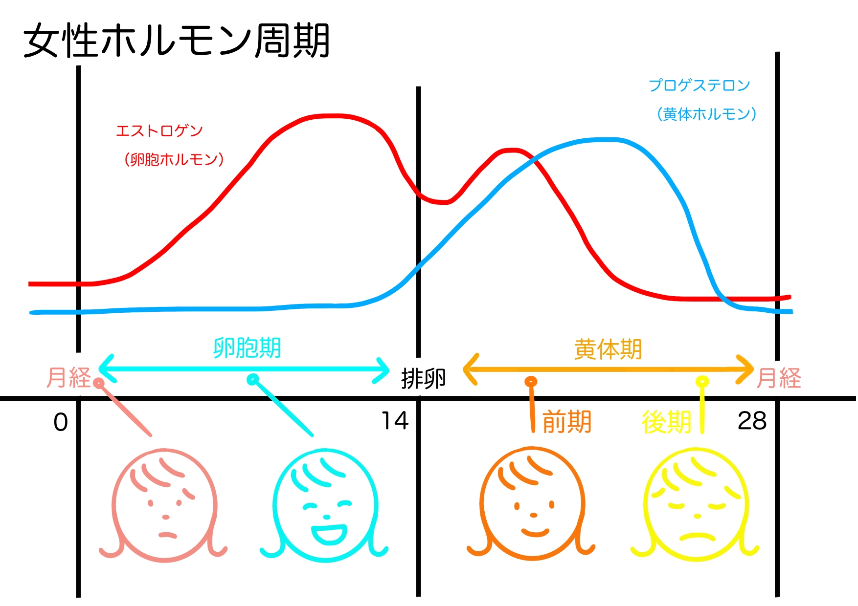 女性ホルモンの周期