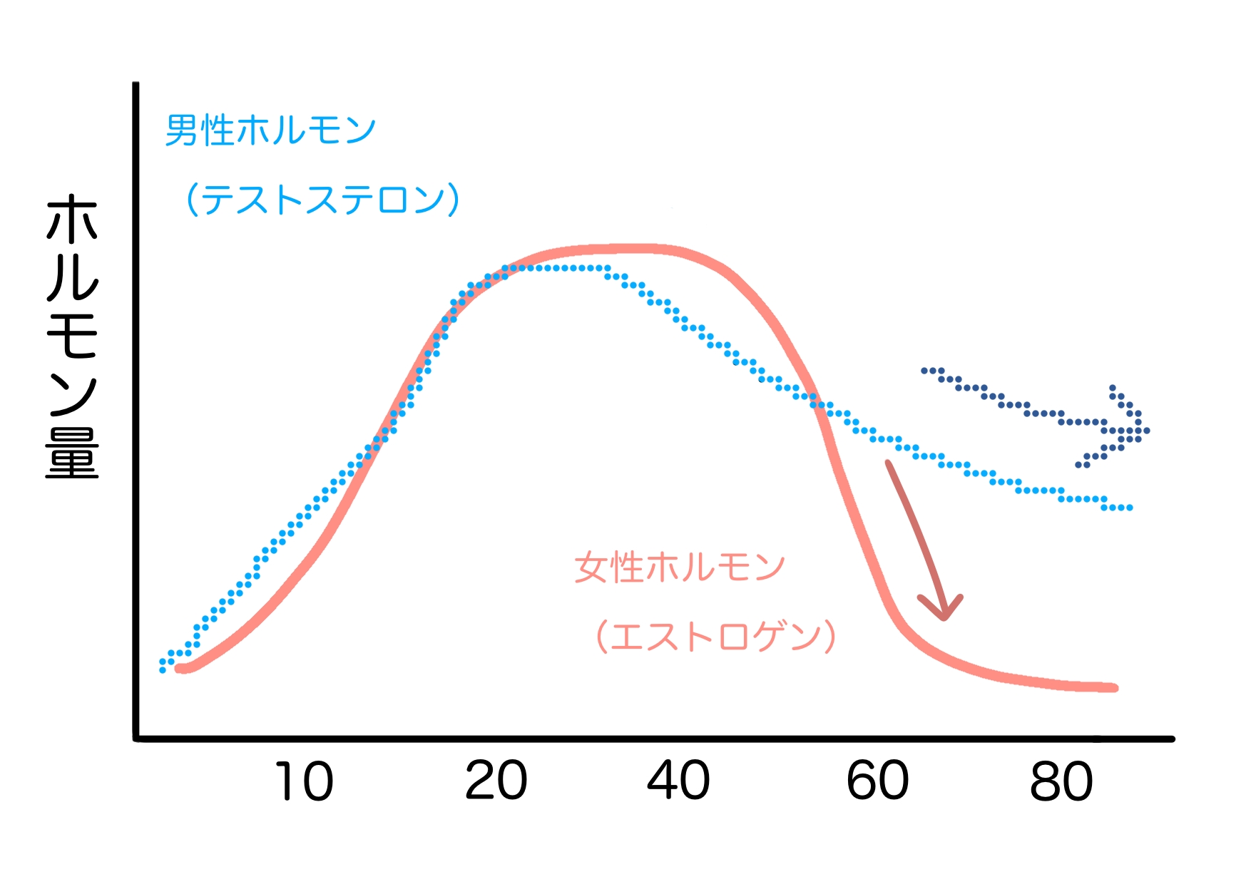 年齢と共に変化する、男性ホルモンと女性ホルモンの量の変化