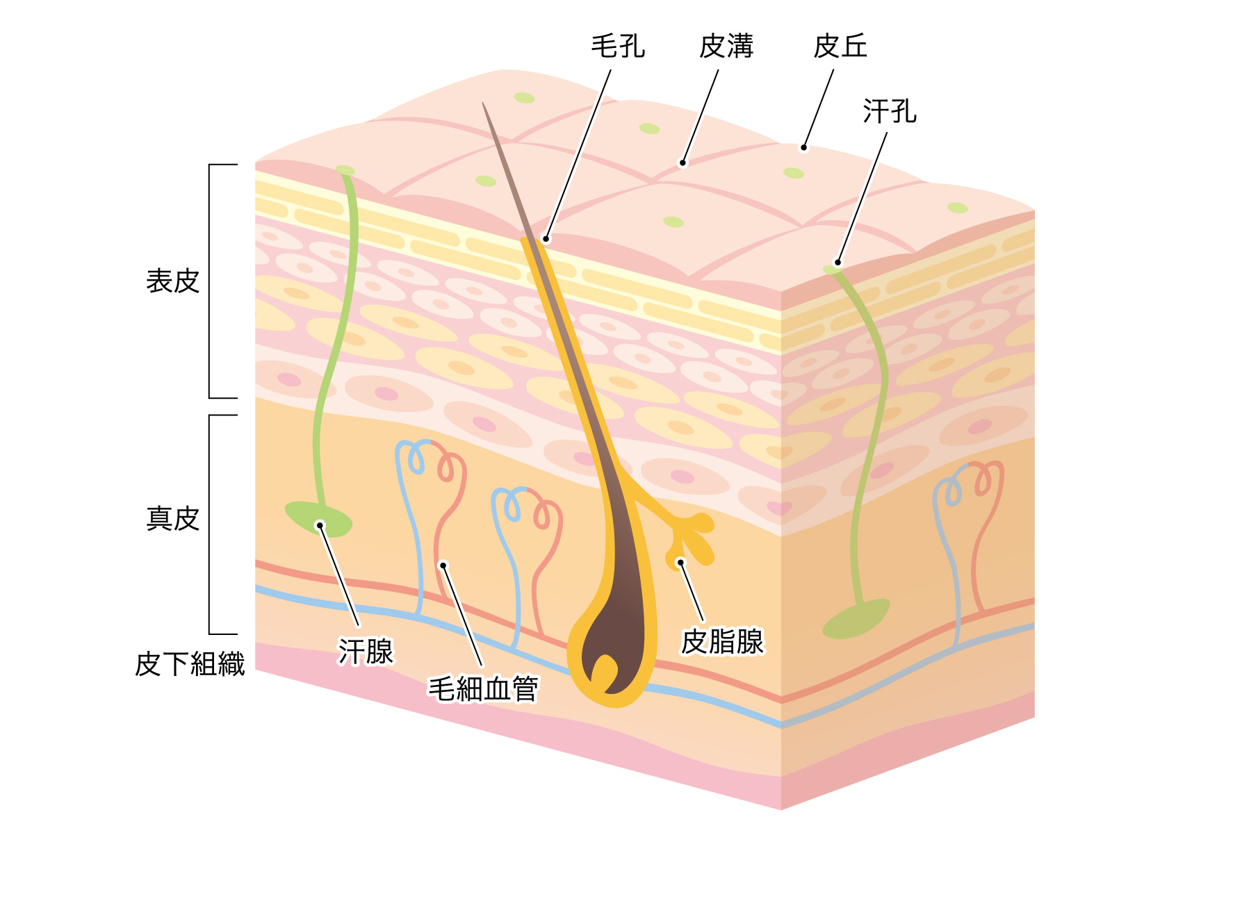 肌の説明（表皮、真皮、皮下組織）