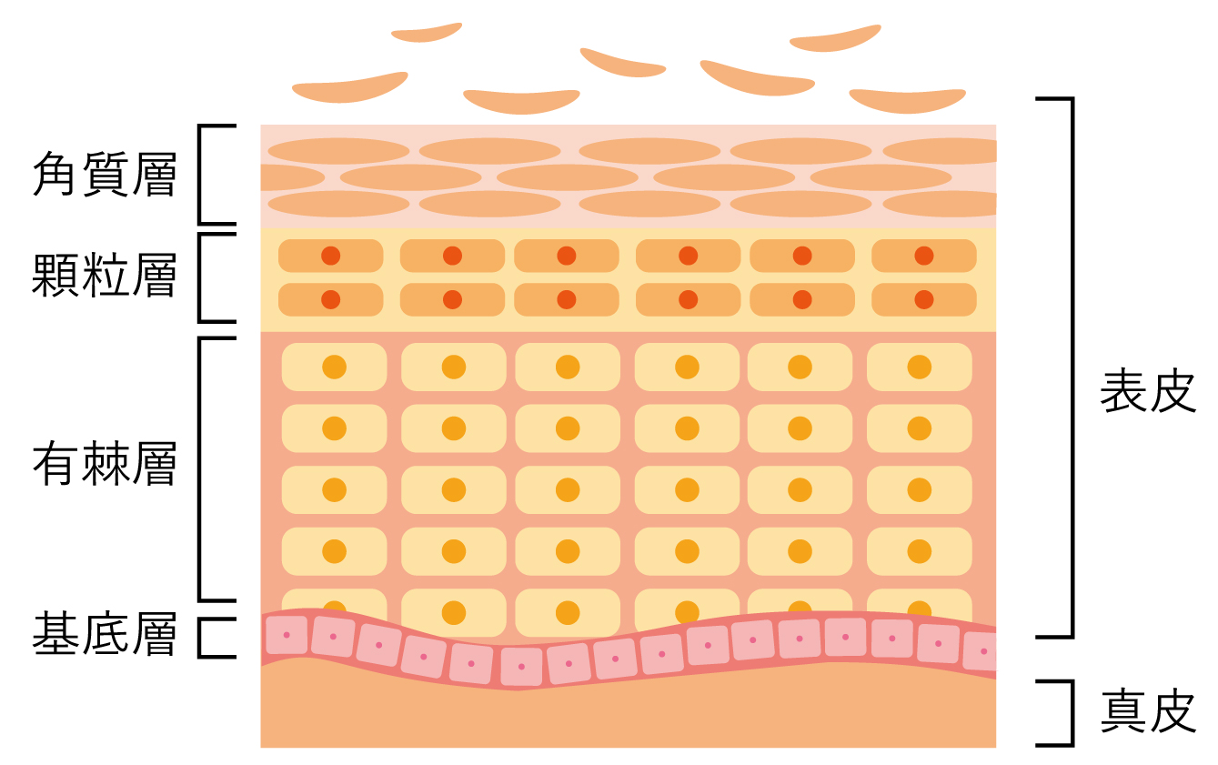 表皮の説明（角質層、顆粒層、有棘層、基底層）