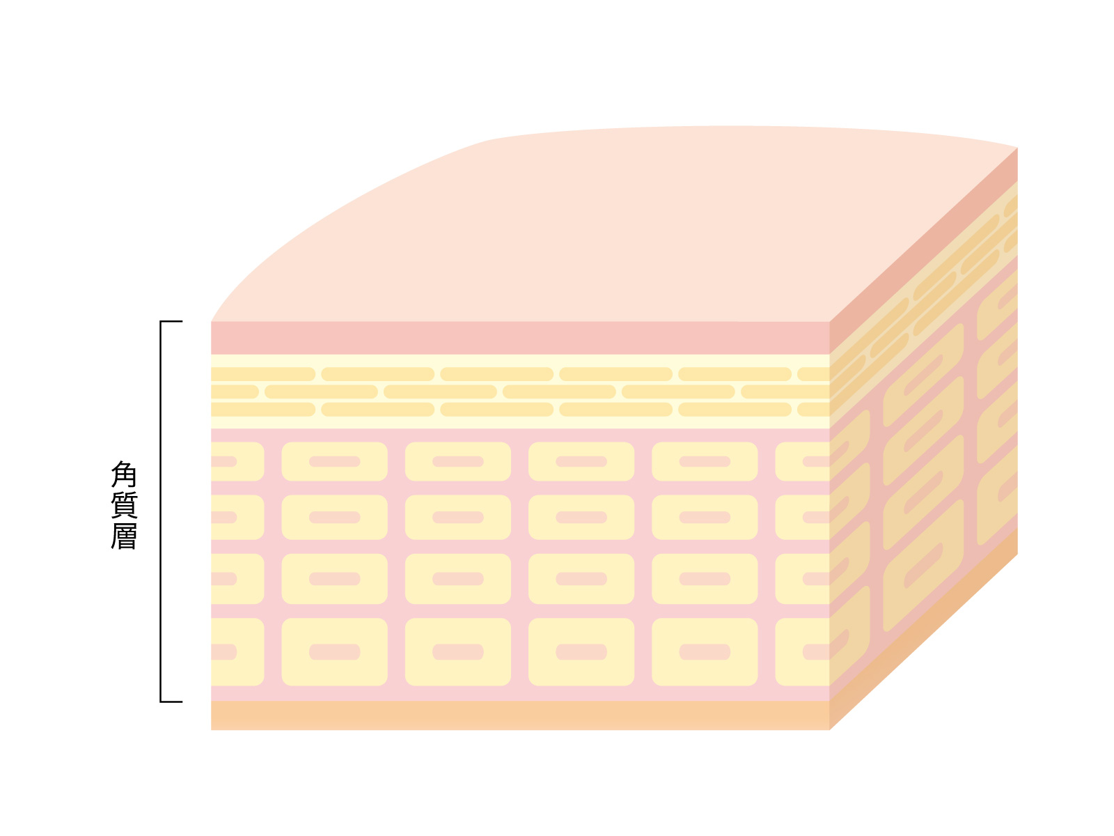 角質層は、わずか0.02mmの厚さの中に約10～20層の角層細胞が重なるようにしてできています